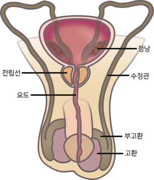 정관구조